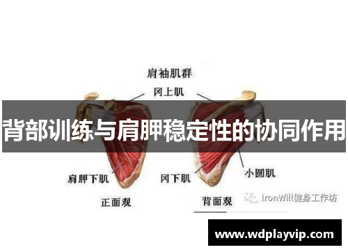 背部训练与肩胛稳定性的协同作用